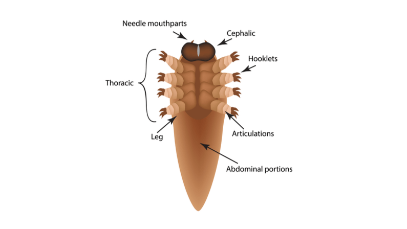 Illustration of demodex termite's body parts